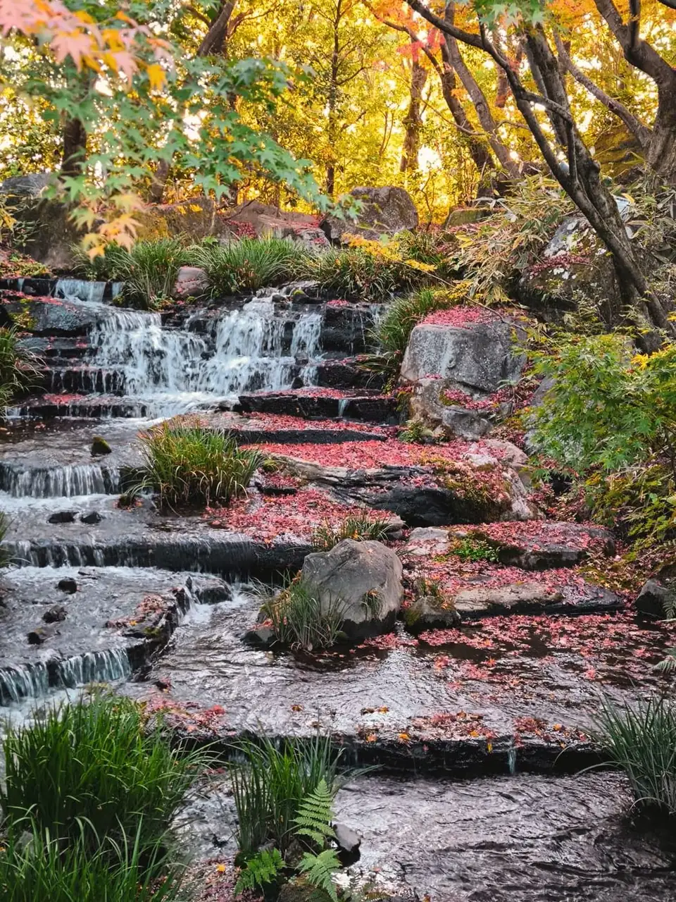 Cascade entourée d’érables rougis à l’automne au Japon