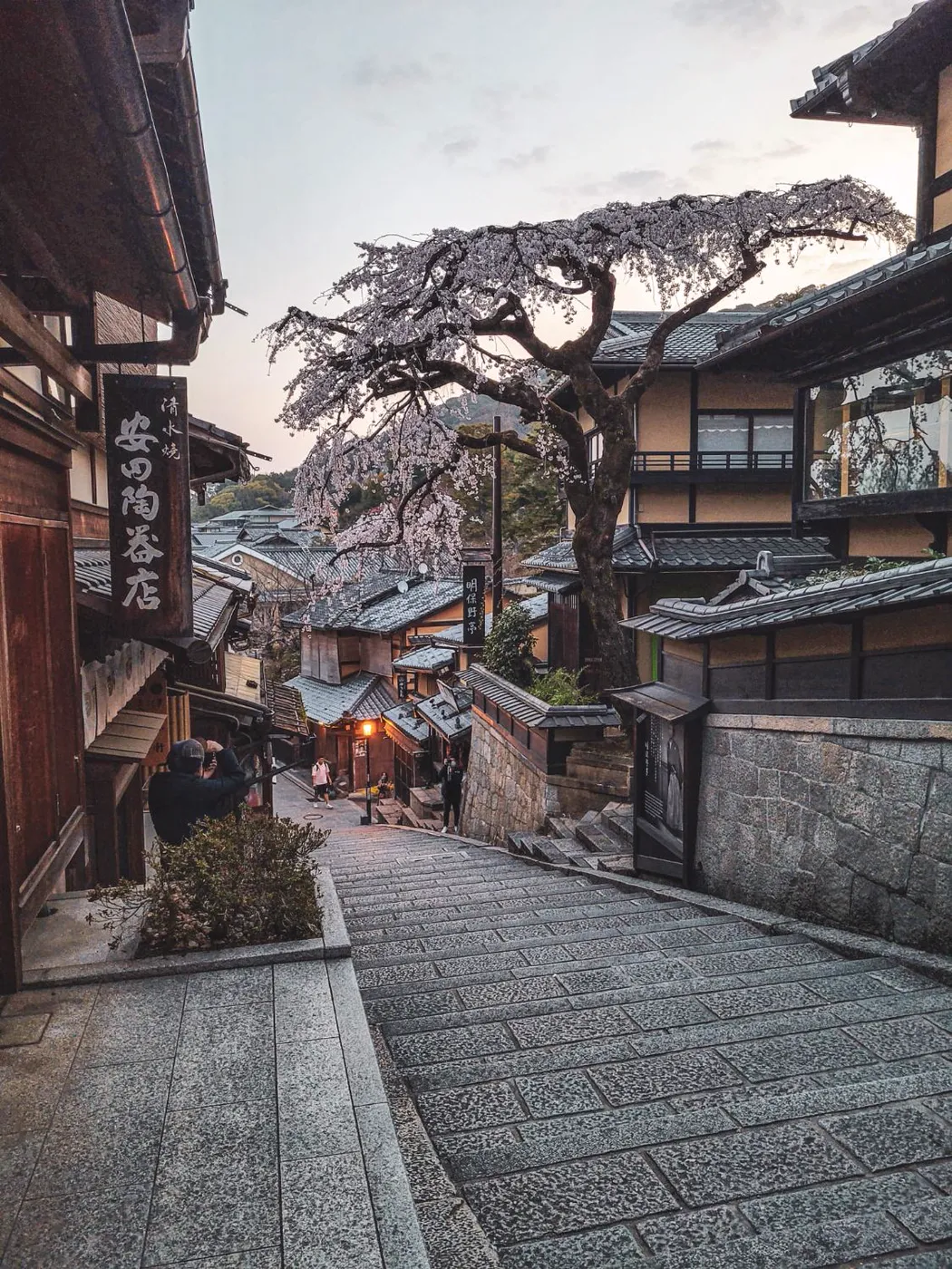 Escalier de Sannenzaka et cerisier pleureur en fleurs au crépuscule, à Kyoto