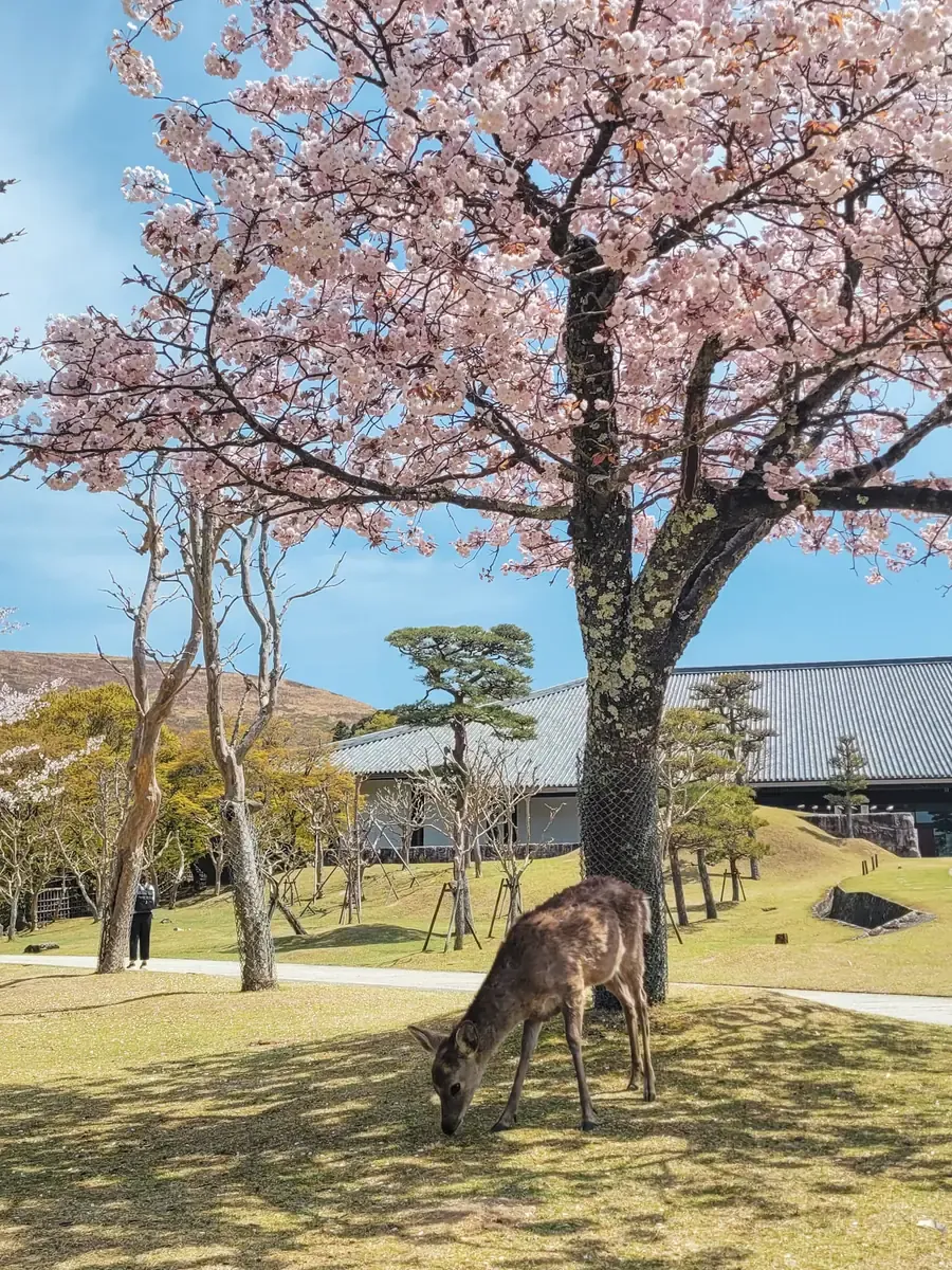Un daim broute sous un cerisier en fleurs dans le parc de Nara