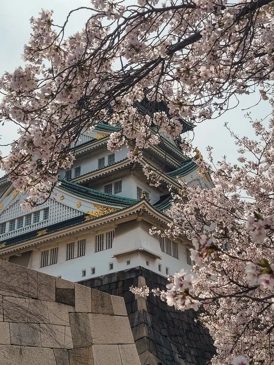 Le château d’Osaka sous les cerisiers en fleurs