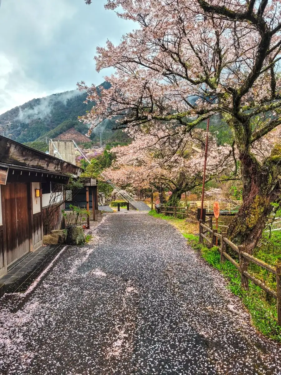 Rue d’un village japonais bordée de cerisiers en fleurs